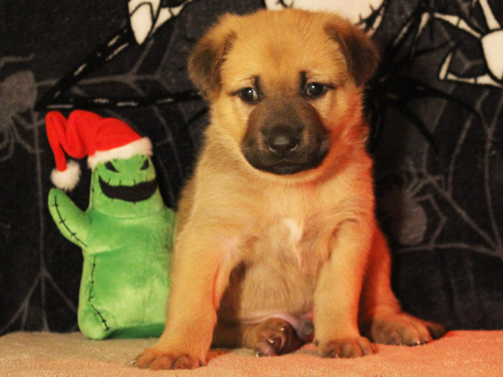 chinook puppy